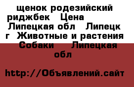 щенок родезийский риджбек › Цена ­ 30 000 - Липецкая обл., Липецк г. Животные и растения » Собаки   . Липецкая обл.